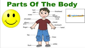 partes del cuerpo humano en inglés