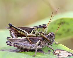 They are among what is probably the most ancient living group of chewing herbivorous insects. Grasshoppers Courting Mating Laying Eggs Naturally Curious With Mary Holland