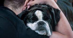 Shock, disbelief, numbness, anger, pain, hurt, sadness. Grief After The Loss Of A Pet Friend At The End Pet Loss And Grief