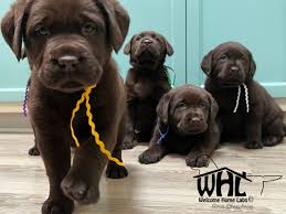 labrador puppies mn welcome
