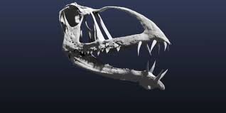 RÃ©sultat de recherche d'images pour "La dÃ©couverte d'un fossile de ptÃ©rosaure primitif en AmÃ©rique du Nord"
