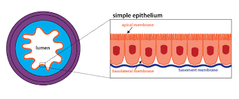 Epithelial Histology