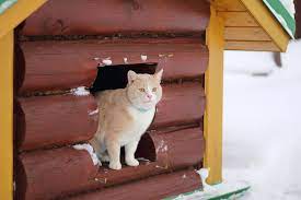 how to build a heated outdoor cat house