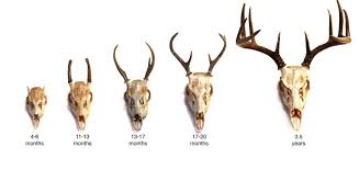 Antlers Deer By Age Deer Hunting Tips Hunting Tips