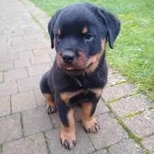 rottweiler puppies for 250 near me