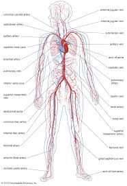 The three major types of blood vessels: Circulatory System Functions Parts Facts Britannica