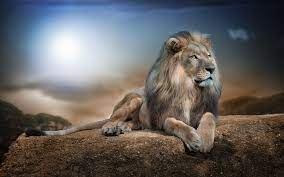 lion wallpapers top free lion