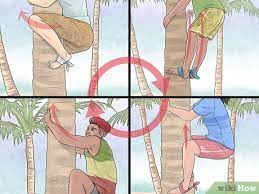 how to free climb a tree with pictures