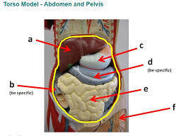 Huge collection, amazing choice, 100+ million high quality, affordable rf and rm images. Torso And Organs Diagram Quizlet