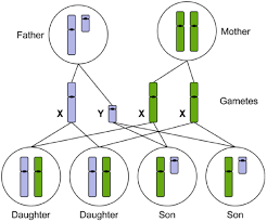 Since, human females have two x chromosomes, both the chromosomes should carry the recessive gene for the trait to be expressed, however as human males have one x and the other y chromosome. 8 4 Mendelian Inheritance Biology Libretexts