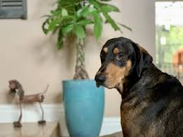 Is A Money Tree Plant Toxic To Dogs