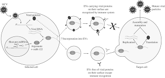 Extracellular Rna In Viral Host Interactions Thinking