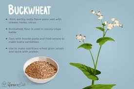 what is buckwheat