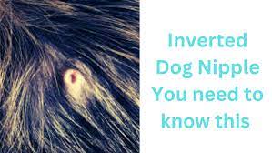 Inverted Dog Nipple: You need to know this — Best Guide | by Kartikey  dwivedi | Medium