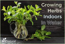 Growing Herbs In Water Indoors For
