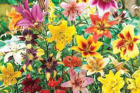 the diffe types of lilies k van