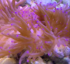anemones jireh marine aquariums