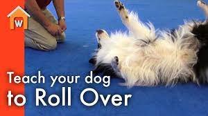 teach your dog to roll over you