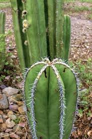 lophocereus marginatus organ cactus