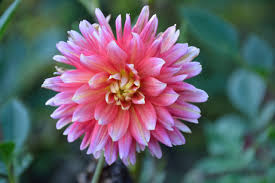 Maybe you would like to learn more about one of these? How To Grow And Care For Dahlias P Allen Smith