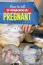 is pregnant without a dog pregnancy test