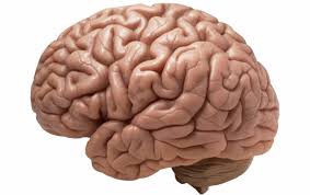 Image result for images for the brain