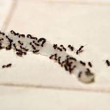 getting rid of ants in the kitchen