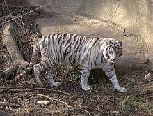 Download, share or upload your own one! White Tiger Wikipedia