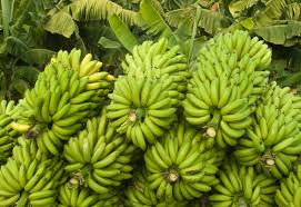 banana crop history nutritional value