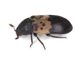 larder beetles everything you must know