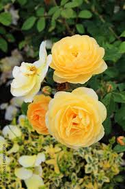 beautiful yellow rose flowers growing