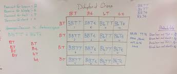 Worksheet dihybrid crosses unit 3 genetics answer key. Genetics