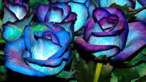 Check spelling or type a new query. Blue And Purple Flowers Wallpapers Top Free Blue And Purple Flowers Backgrounds Wallpaperaccess