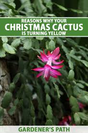 A few tips for caring for a christmas cactus: Why Is My Christmas Cactus Turning Yellow Gardener S Path