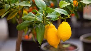 Can You Grow Lemons In The Uk Guide To