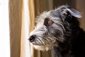 separation anxiety in dogs how to help