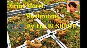 grow your own morel mushrooms by the