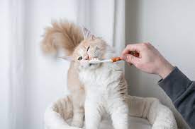 cat dental cleaning cost how much is