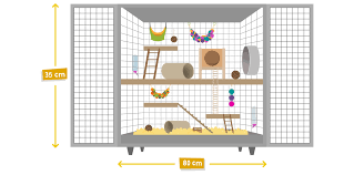 Hamster Housing Guide Size Cleaning