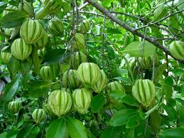 Garcinia cambogia (gc) is a tree that grows in southeast asia and produces fruit that's used in many popular health supplements. Garcinia Cambogia Home Facebook
