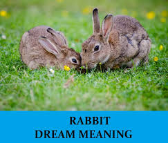rabbit dream meaning top 20 dreams