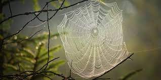 the sensation of cobwebs on your face
