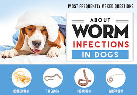worm infections in dogs common