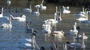 Where Do Trumpeter Swans Live?