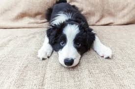 The breed is extremely intelligent and has a strong working drive which makes the breed easy to train and highly skilled in many agility sports. Border Collie Puppy Going Crazy Solved Houndgames
