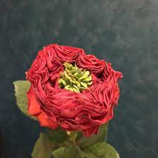 Роза ред ай 50 — 60 см – Цветочная Лав-Лавка