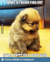 cute puppy meme | Tumblr via Relatably.com
