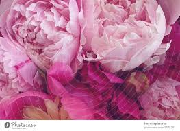 pink peonies romantic flowers