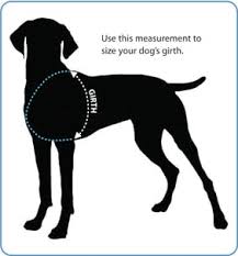 Best Three Legged Dog Harness To Help Support Amputee Dogs