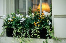 When it comes to window boxes in the winter most people tell me that they simply empty out the window boxes and stow them away in their garages. Window Box Planting Ideas For 4 Seasons Of Interest